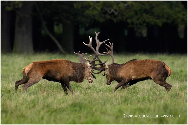 COMBAT de CERFS 2006-05