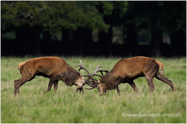 COMBAT de CERFS 2006-06