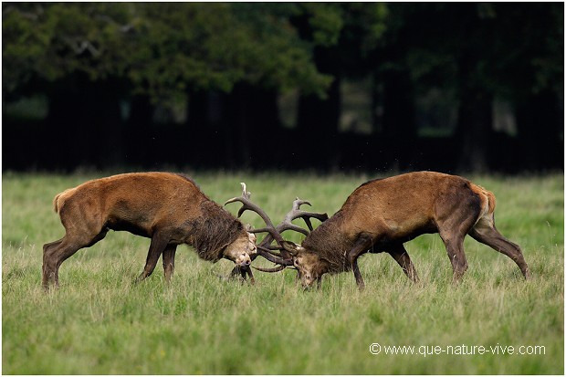 COMBAT de CERFS 2006-06