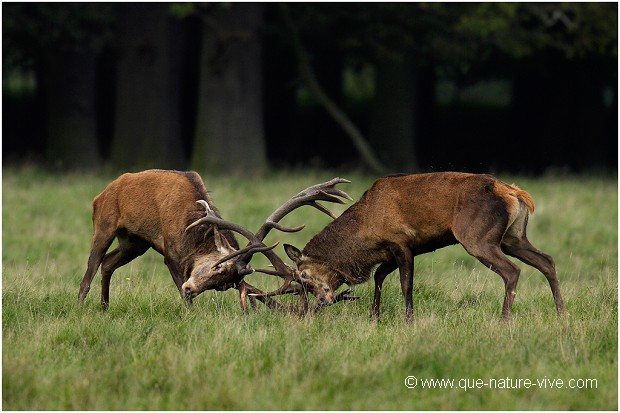 COMBAT de CERFS 2006-07