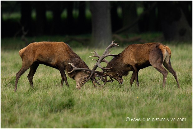 COMBAT de CERFS 2006-08