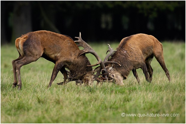 COMBAT de CERFS 2006-09