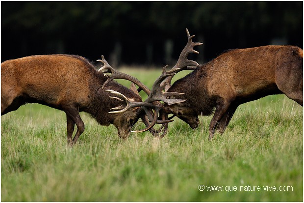 COMBAT de CERFS 2006-10