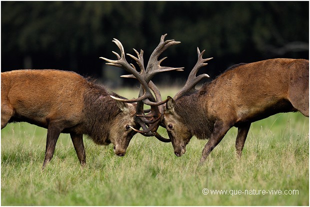 COMBAT de CERFS 2006-11