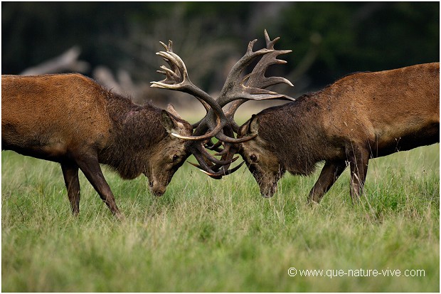 COMBAT de CERFS 2006-13