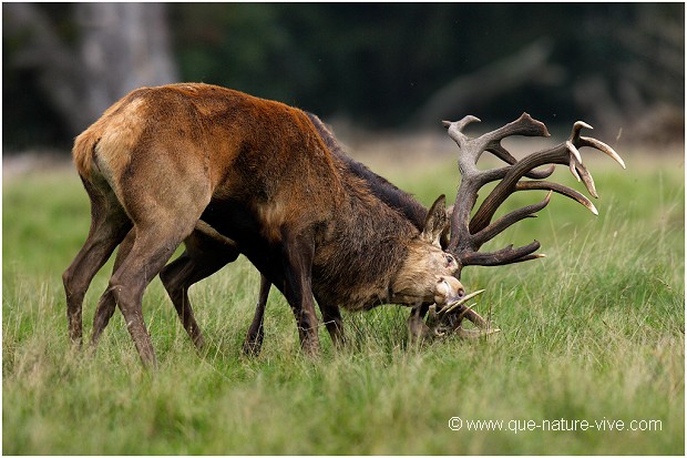 COMBAT de CERFS 2006-14