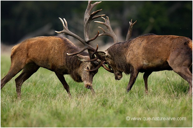 COMBAT de CERFS 2006-15