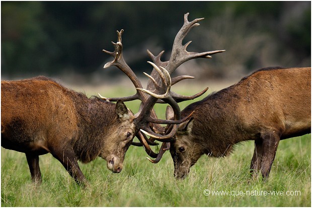 COMBAT de CERFS 2006-16