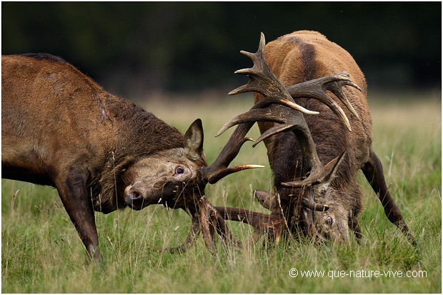 COMBAT de CERFS 2006-17