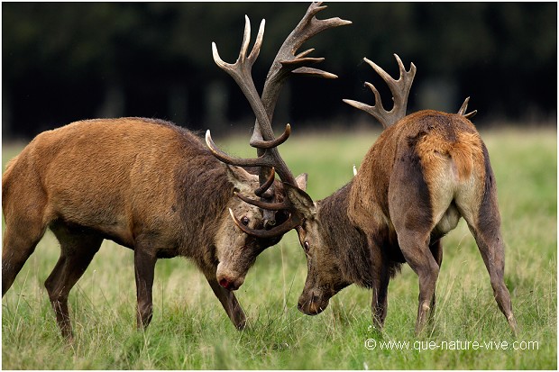 COMBAT de CERFS 2006-18