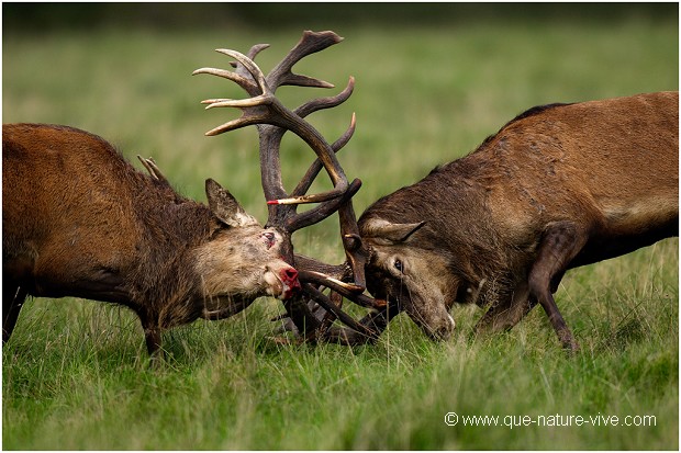 COMBAT de CERFS 2006-20