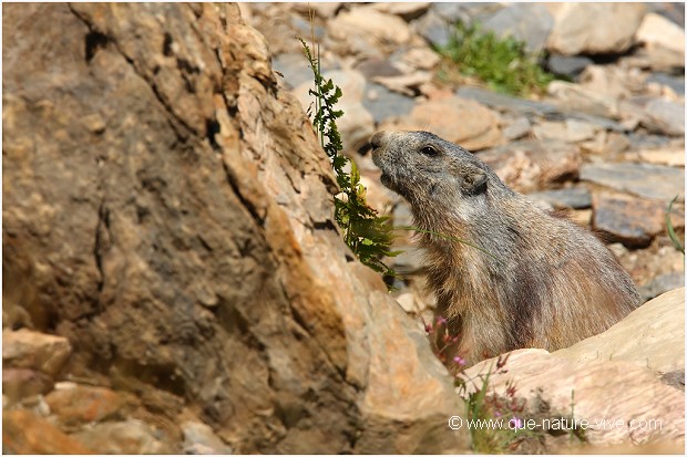 MARMOTTE 02