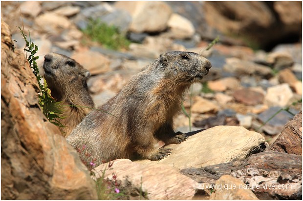 MARMOTTE 03