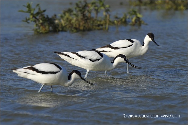 AVOCETTE 01
