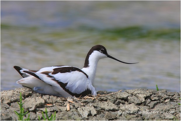 AVOCETTE 03