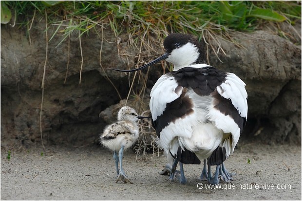 AVOCETTE 04