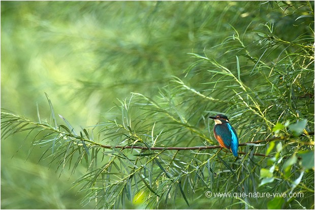 La FLECHE BLEUE