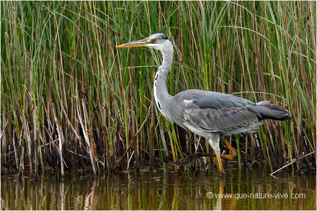 HERON CENDRE 03