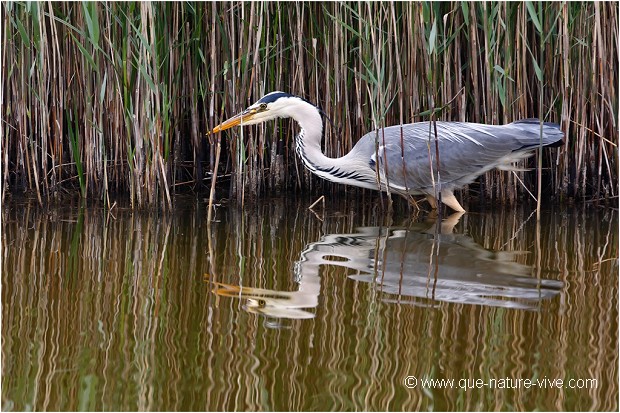 HERON CENDRE 05