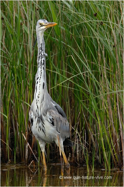 HERON CENDRE 06