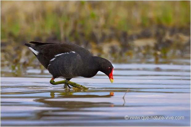 GALINULE POULE D'EAU