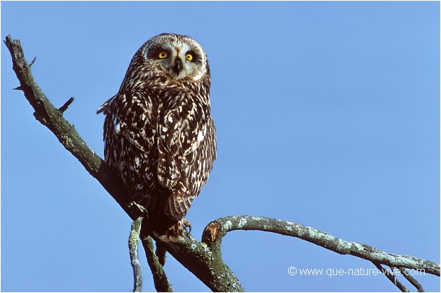 HIBOU des MARAIS