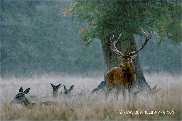 Brame sous la pluie.