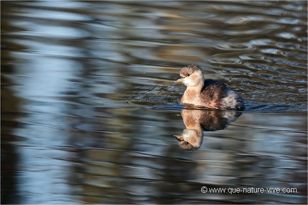 GREBE CASTAGNEUX 02