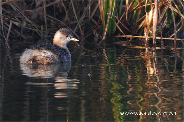 GREBE CASTAGNEUX 03