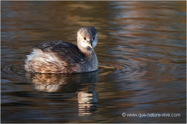 GREBE CASTAGNEUX 05