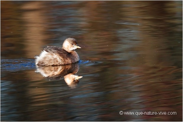 GREBE CASTAGNEUX 08