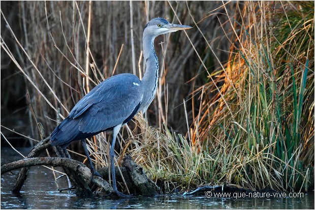 HERON CENDRE 07