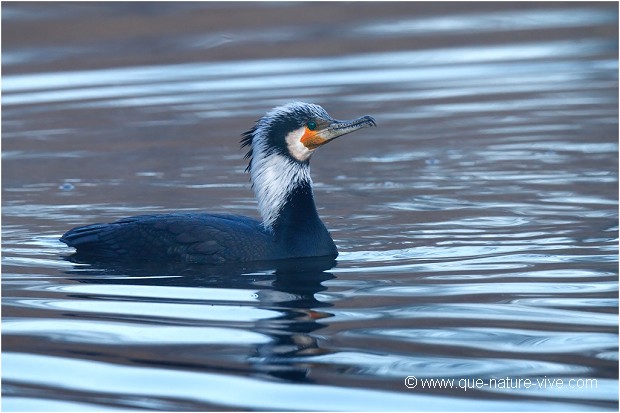 GRAND CORMORAN 02