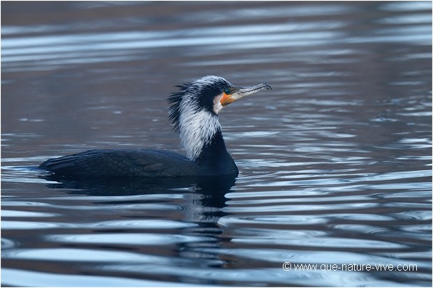 GRAND CORMORAN 03