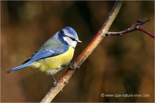 MESANGE BLEUE 05
