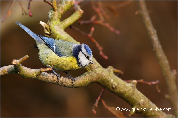 MESANGE BLEUE 06
