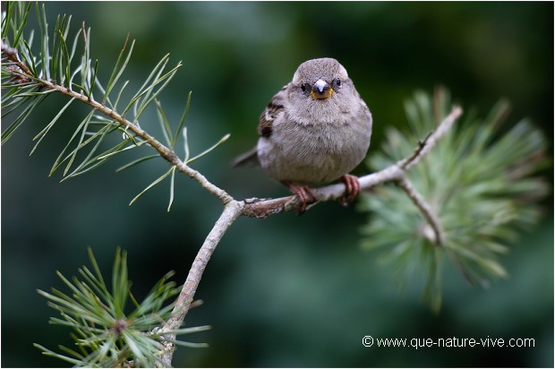 MOINEAU 02