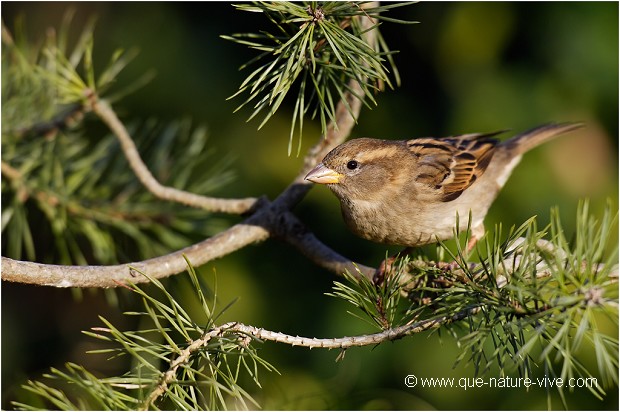 MOINEAU 04