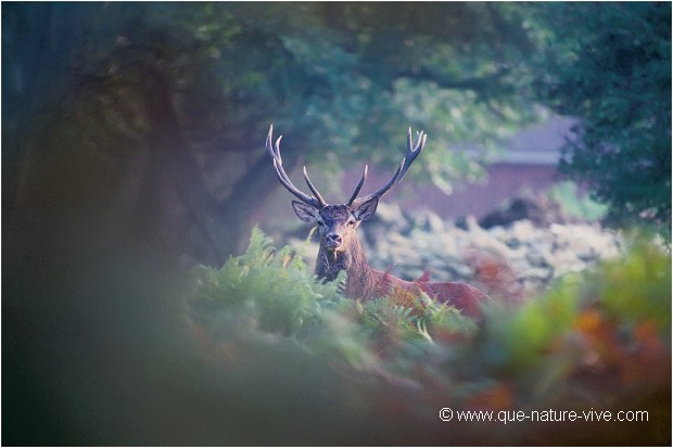 CERF de la VESGRE