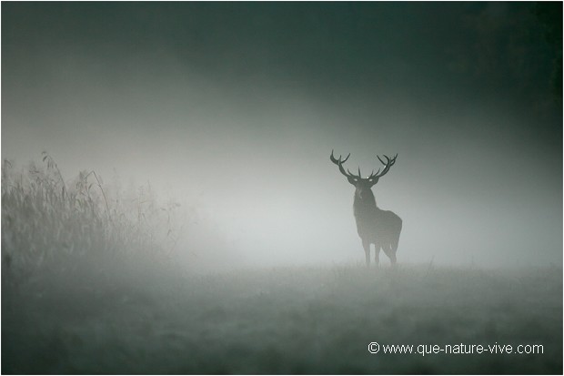 CERF de BRUME 01