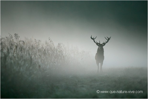 CERF de BRUME 02