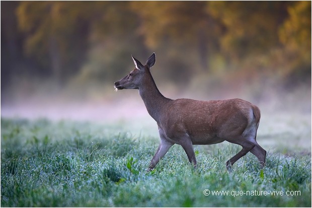 BICHE MATINALE