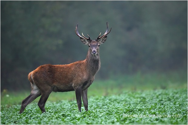 JEUNE CERF 01