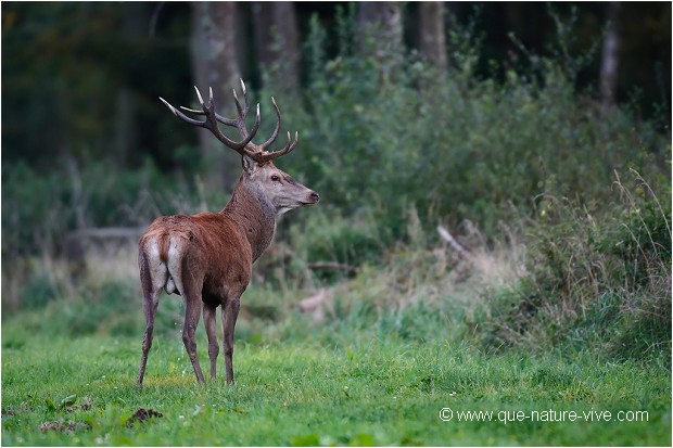 JEUNE CERF 02