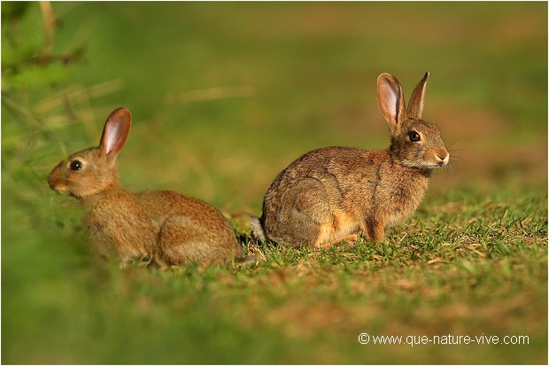 LAPINS de GARENNE 01