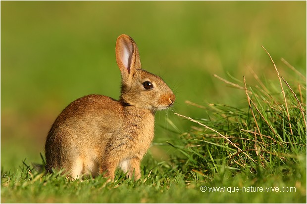 LAPIN de GARENNE 02