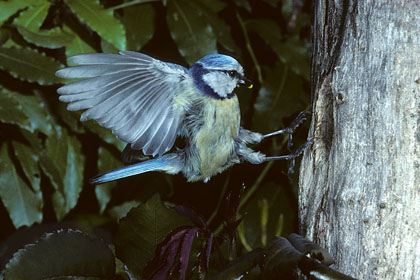 mésange