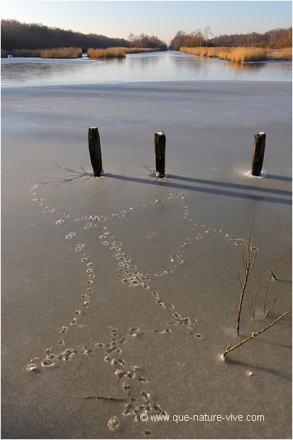 TRACES sur L'ETANG