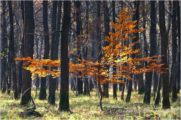 FEUILLES D'OR 01