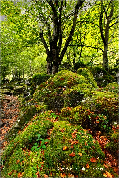 RESERVE du VALLIER